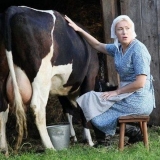 Šta učiniti da krava ne šutne